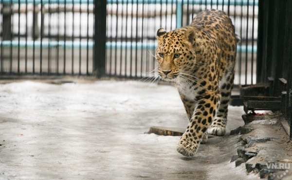 Зоопарк на карантине &ndash; чем кормят животных