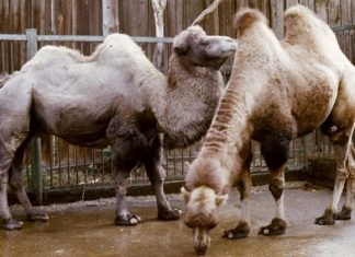Секрет дойки верблюдов раскрыли в Новосибирском зоопарке