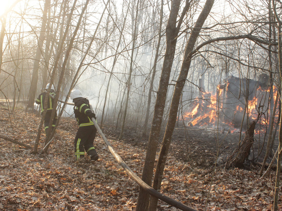 Пожар в Чернобыльской зоне возобновился