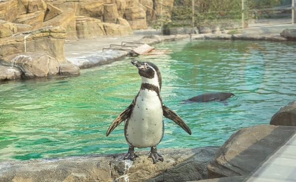 Что воруют пингвины в Новосибирском зоопарке