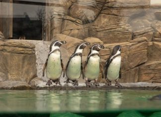 Что воруют пингвины в Новосибирском зоопарке