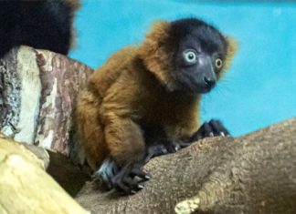 Молоко пропало у самки лемура в Новосибирском зоопарке