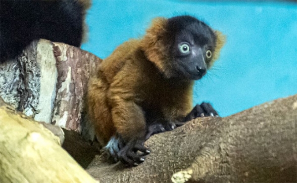 Молоко пропало у самки лемура в Новосибирском зоопарке