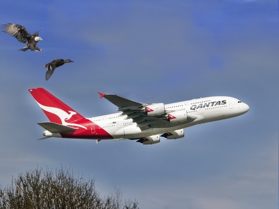 Пилот с коронавирусом не вылечился после месяца карантина