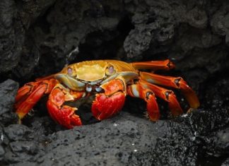 Собчак рассказала о покупке доли в крабовом бизнесе