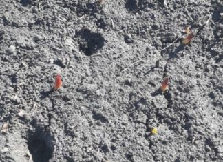 Нашествие мышей в Венгерово – как бороться