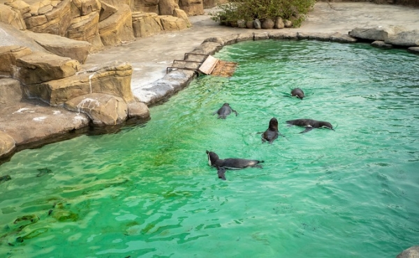 Что воруют пингвины в Новосибирском зоопарке