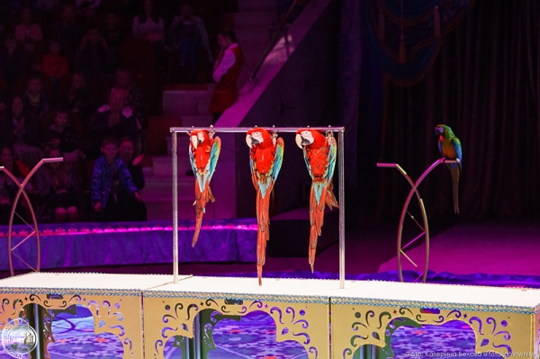 В Омске пройдет грандиозное шоу Гии Эрадзе &laquo;Песчаная сказка&raquo;