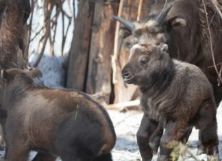 Два такина родились в Новосибирском зоопарке