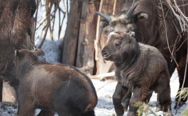 Два такина родились в Новосибирском зоопарке