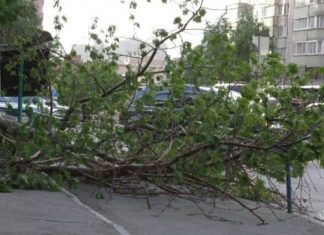 Электрички стоят, тополя падают – последствия урагана в Новосибирске