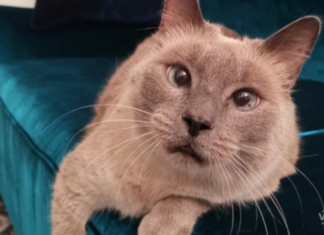 Кота-жиробаса с лишней хромосомой продают за 400 тысяч в Новосибирске