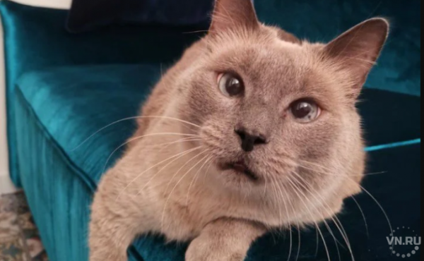 Кота-жиробаса с лишней хромосомой продают за 400 тысяч в Новосибирске