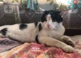 «Онжехищник»: что творят домашние животные на природе