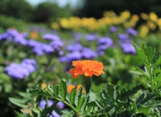 Погода 9 мая в Новосибирске – жаркие выходные