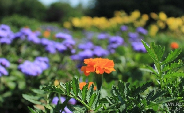 Погода 9 мая в Новосибирске &ndash; жаркие выходные