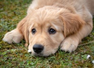 Как удалить клеща у собаки самостоятельно – советы и видео