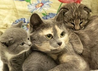 Кошка-мама приютила благодарного рысенка в Новосибирском зоопарке