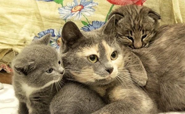 Кошка-мама приютила благодарного рысенка в Новосибирском зоопарке