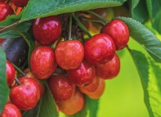 Россиянам рассказали, как выбрать правильную черешню