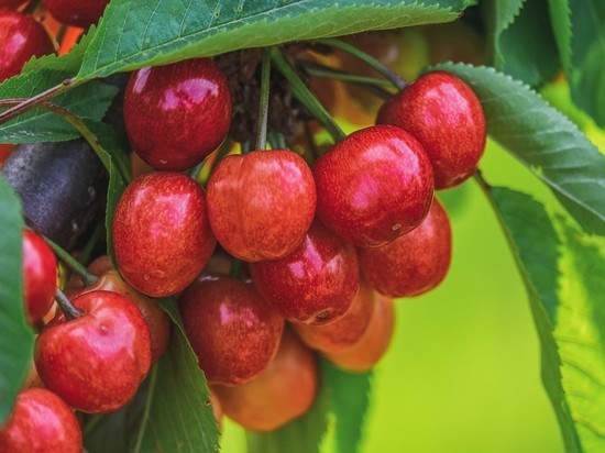 Россиянам рассказали, как выбрать правильную черешню