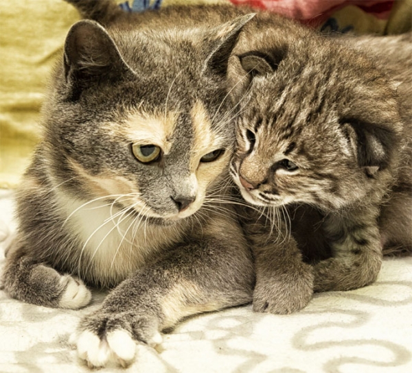 Кошка-мама приютила благодарного рысенка в Новосибирском зоопарке