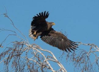 Систему слежения за редкими животными создали новосибирцы
