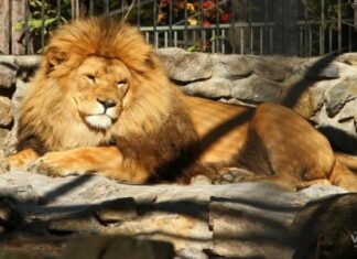 В масках и без еды – как будет работать Новосибирский зоопарк с 24 июня