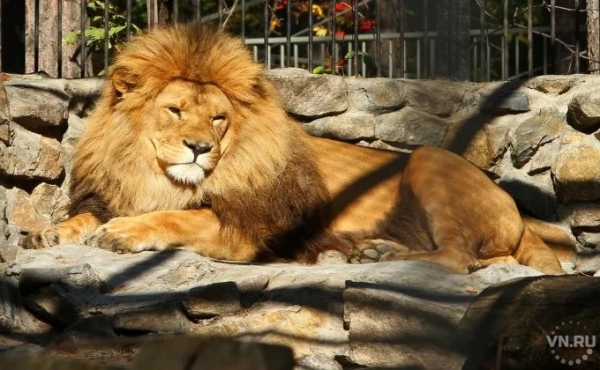 В масках и без еды – как будет работать Новосибирский зоопарк с 24 июня