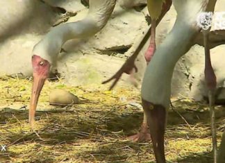 Стерхи Паша и Стеша полюбили друг друга спустя 20 лет знакомства
