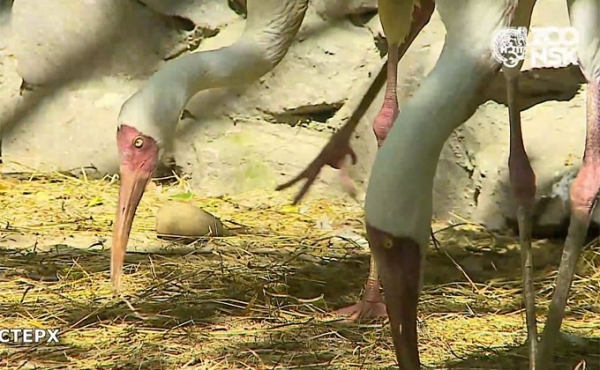 Стерхи Паша и Стеша полюбили друг друга спустя 20 лет знакомства
