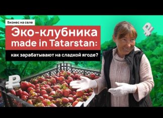 «Муж поменял Range Rover на трактор»: экоклубника made in Tatarstan