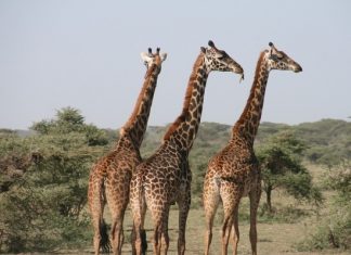 В МИД пояснили выбор Танзании для возобновления авиасообщения