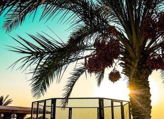 «Бойцовский остров» UFC – отсылка к фильму Брюса Ли и Mortal Kombat. Там тоже дрались только лучшие