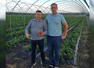 Ильдар Ситдиков, «Ягодная долина»: «Пандемия дала рабочую силу, а климат – хороший урожай»