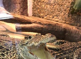 В Омске снова открылась выставка подводного мира