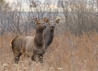 В сафари-парк доставлены маралы