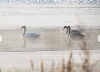 Самарский зоопарк готов принять 10 лебедей из Сызрани