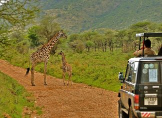 Что такое сафари