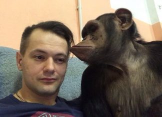 Увольнение дрессировщиков Запашных не обошлось без директора омского цирка