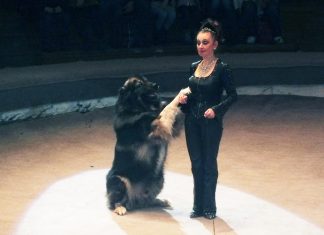 Сестра Аскольда Рё Рдгарда Запашных РІ РћРјСЃРєРµ издевалась над верблюдами