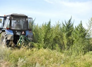 В Самарской области скосили и уничтожили 500 кг конопли