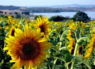 Как выгодно продать подсолнух