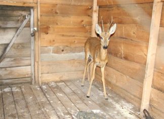 В Жигулевске детеныша косули отбили у стаи диких собак