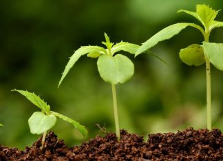 Для чего нужны стимуляторы роста растений