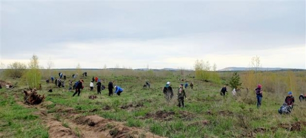 "КуйбышевАзот" продолжает восстанавливать лес