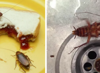 Тараканы в квартире: в чем опасность