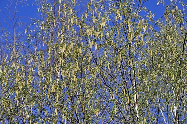 Сезонная аллергия: как распознать и лечить?