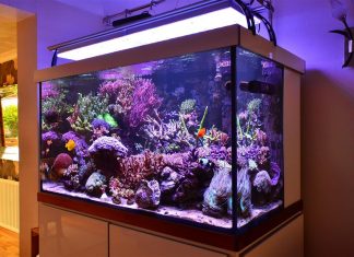 Как правильно содержать домашний аквариум