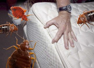 Как избавиться от клопов